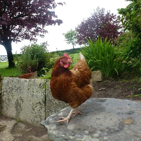 Kidwelly Farmhouse B&B Екстер'єр фото